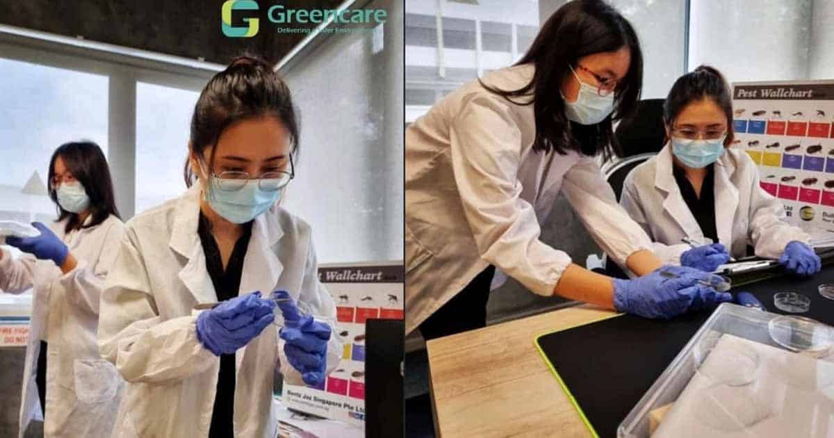 Best Pest Control Service in Singapore - Greencare