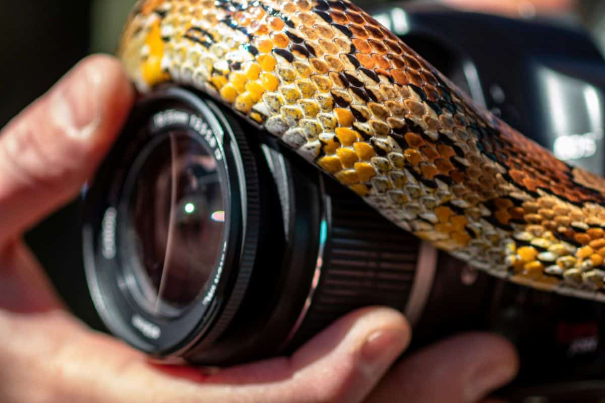 Best Pest Control Service - Snake With Camera