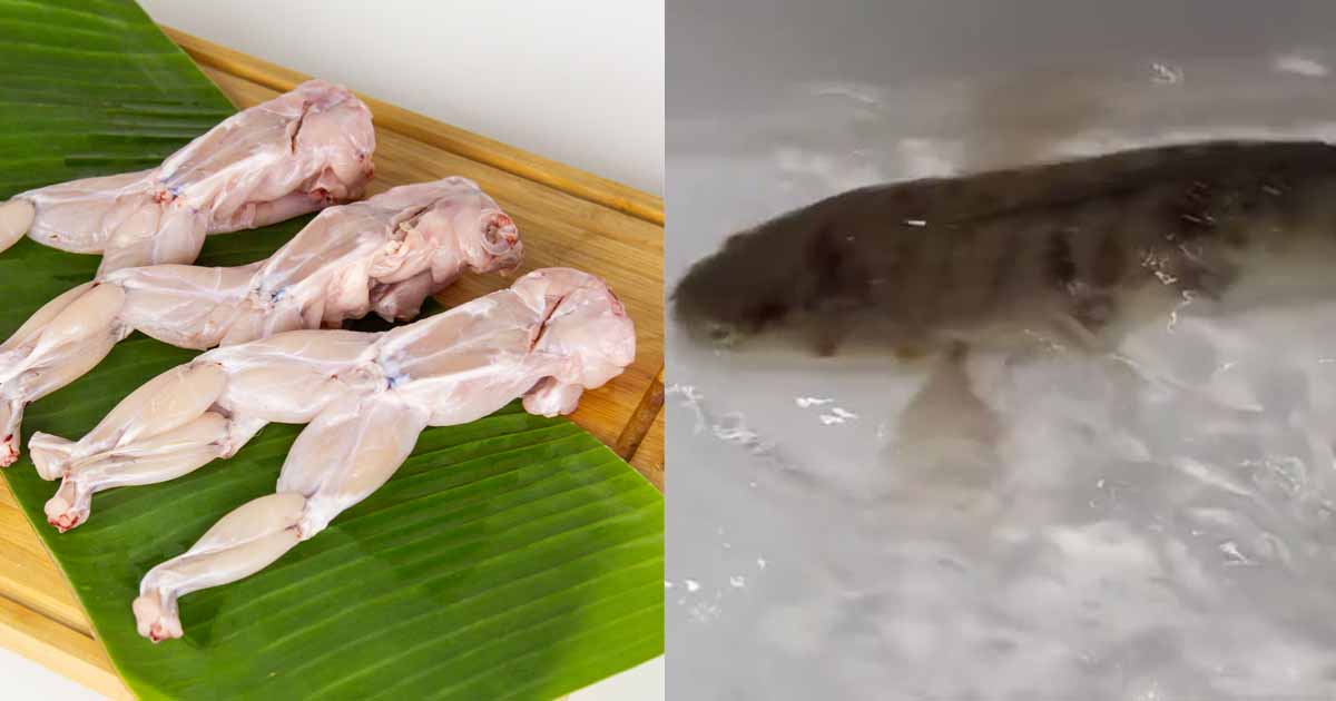 Best Frog Farm - Jurong Frog Farm