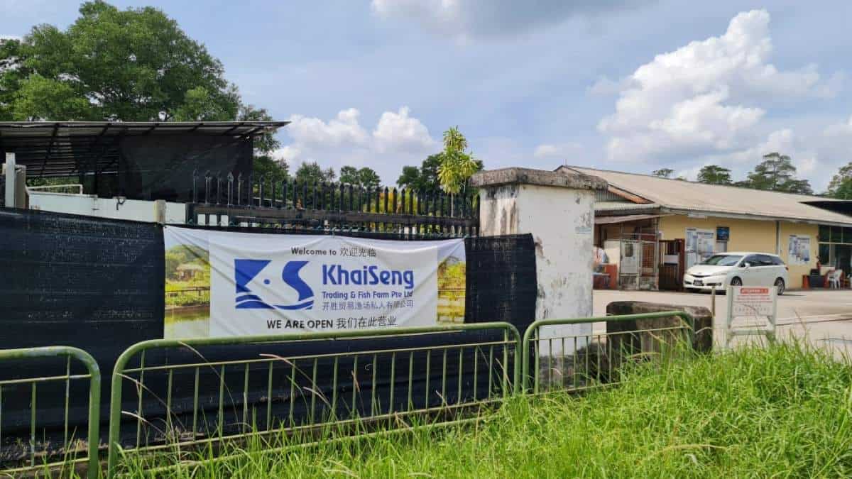 Best Fish Farm in Singapore - Khaiseng