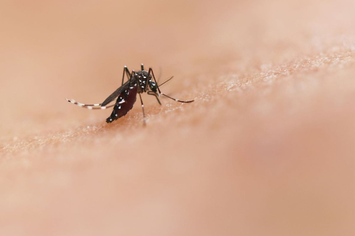 Best Pest Control Service in Singapore - Mosquito