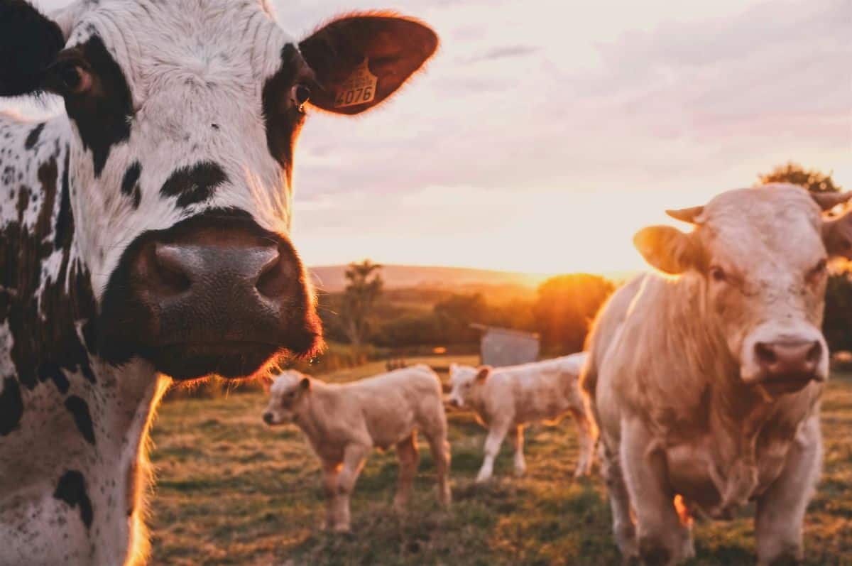 Best Dairy Farm - Cows