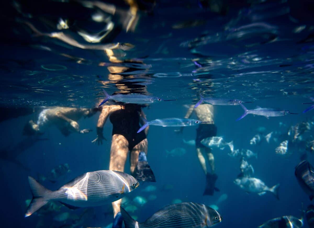 pulaubabibesar - snorkelling