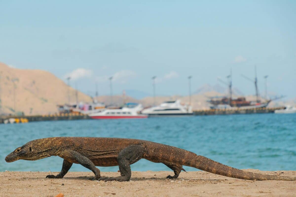 labuanbajo1 labuanbajo - komodo on sand