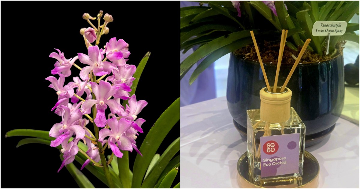 singaporeecoorchid1 singaporeecoorchid - orchid fragrance in a bottle