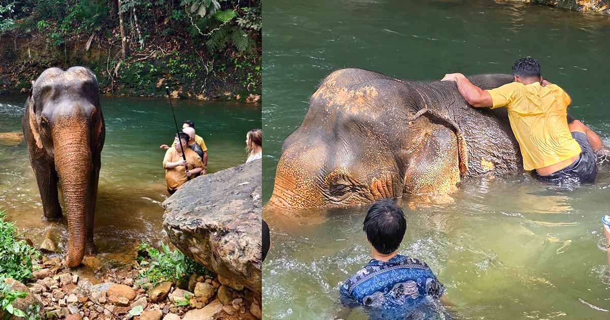 Trat & Chanthaburi - Klong Son elephant bathing Trat & Chanthaburi - Klong Son elephant bathing