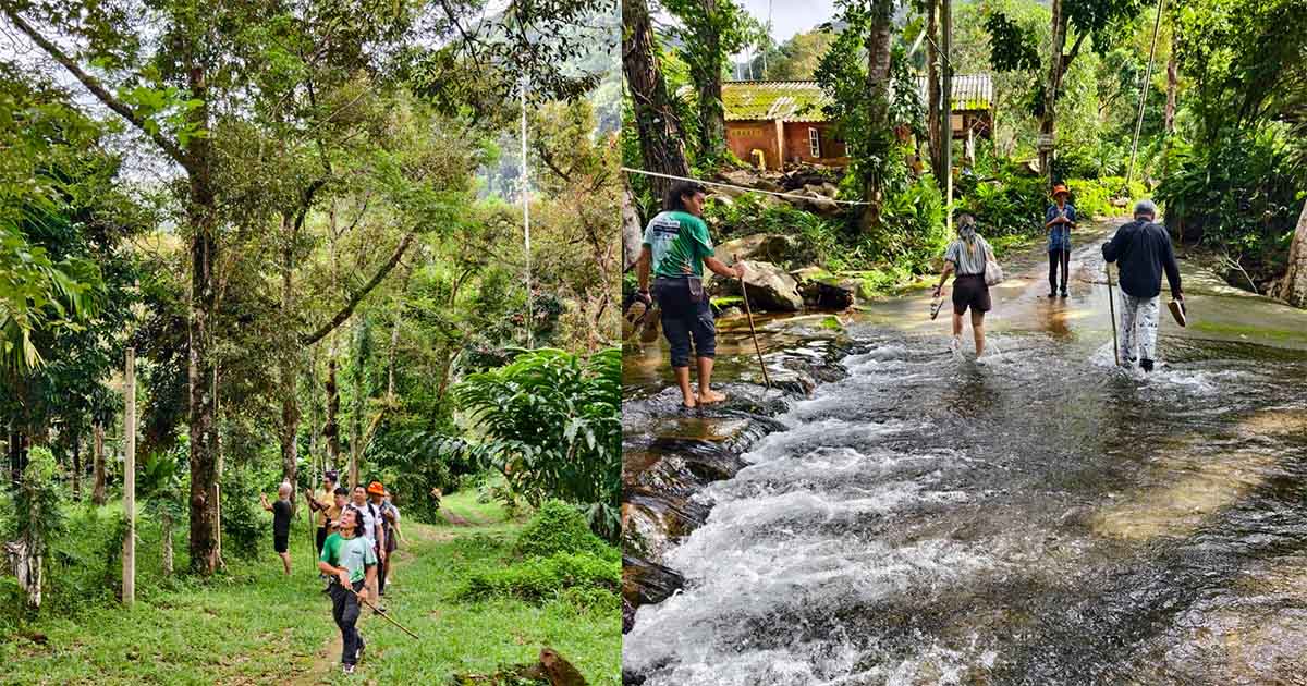 Ko Chang - forest bathing Ko Chang - forest bathing