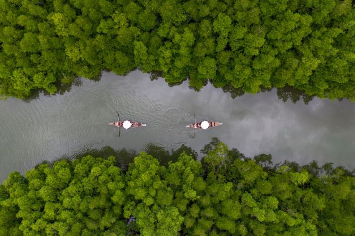 Salak Kok mangrove Salak Kok mangrove