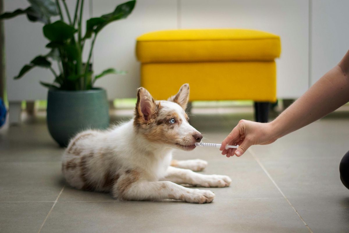 Best Veterinarian in Singapore - Dog Eating Medicine