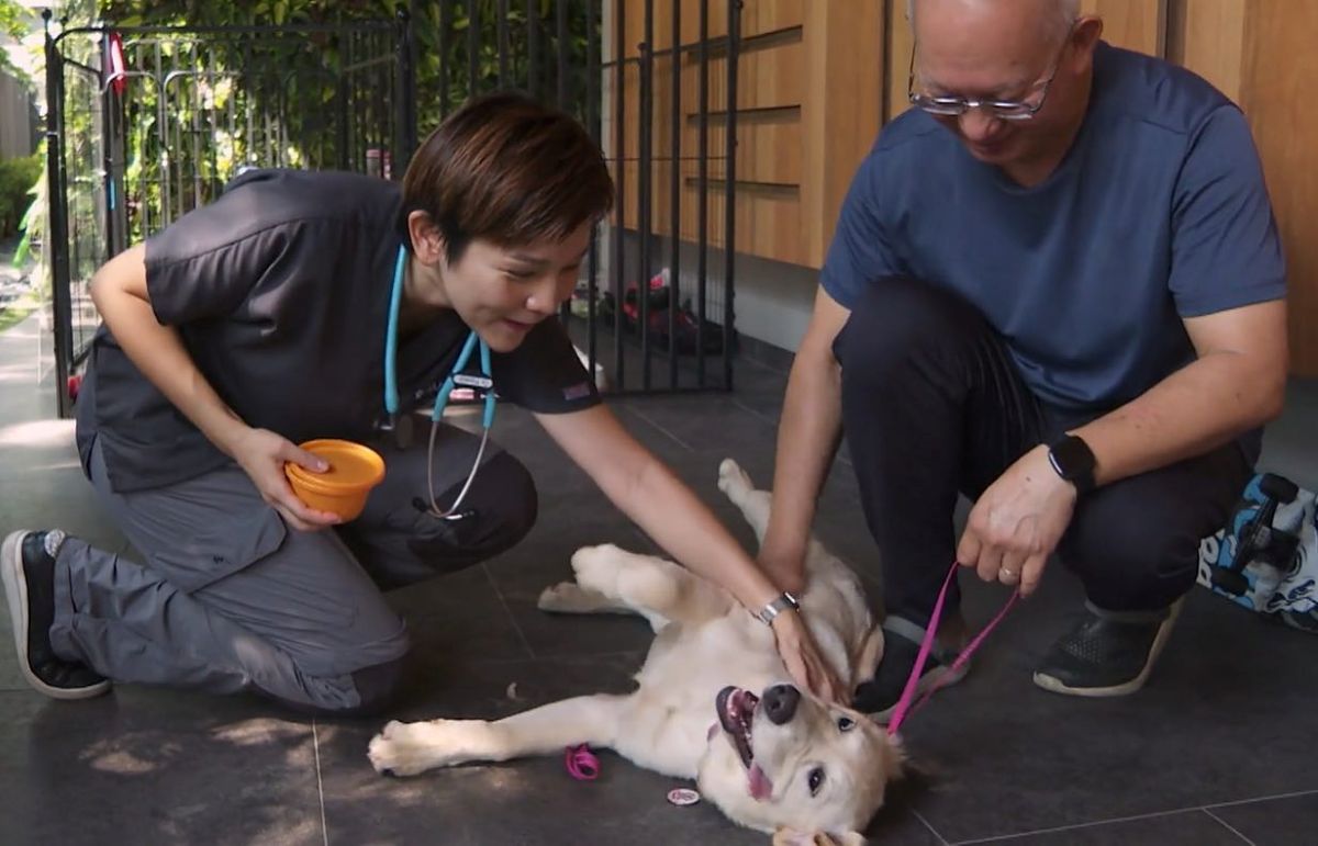 Best Veterinarian in Singapore - Happy Vet