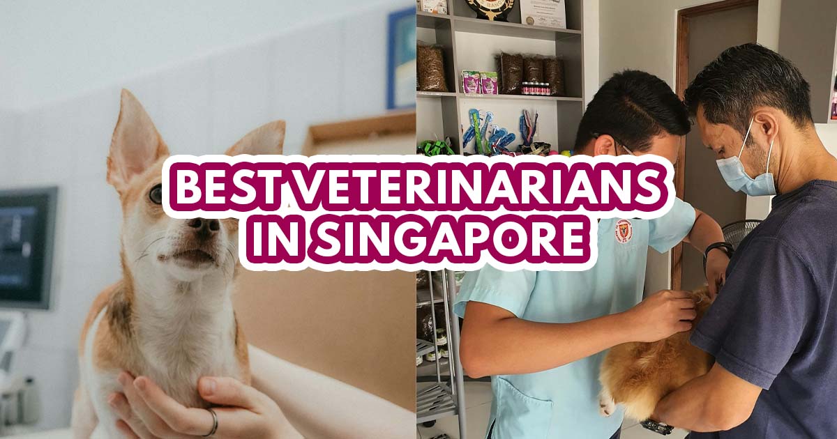 Best Veterinarian in Singapore - Featured Image