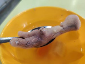 Hao Ge Chicken Rice - chicken feet
