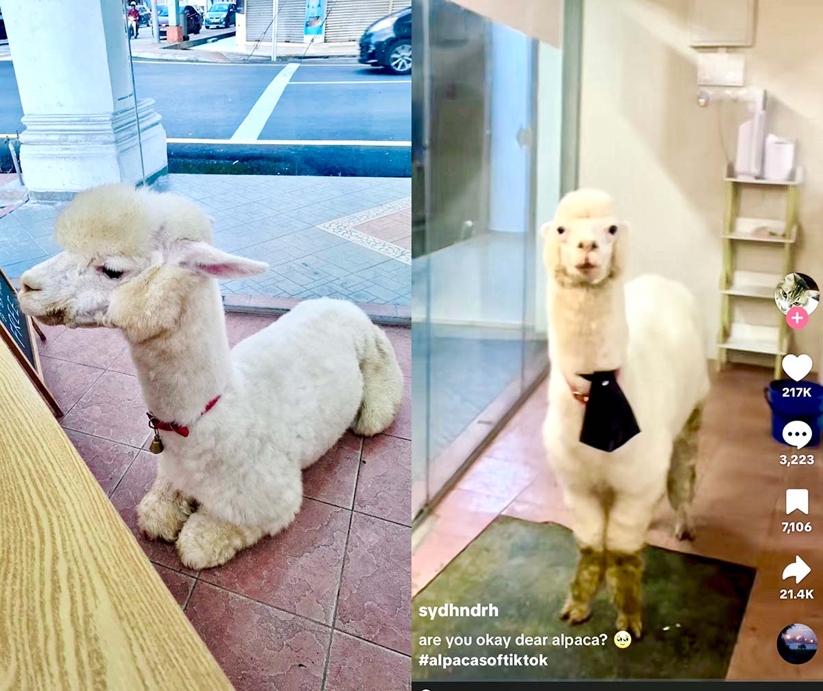 Meow Mee - Alpaca video