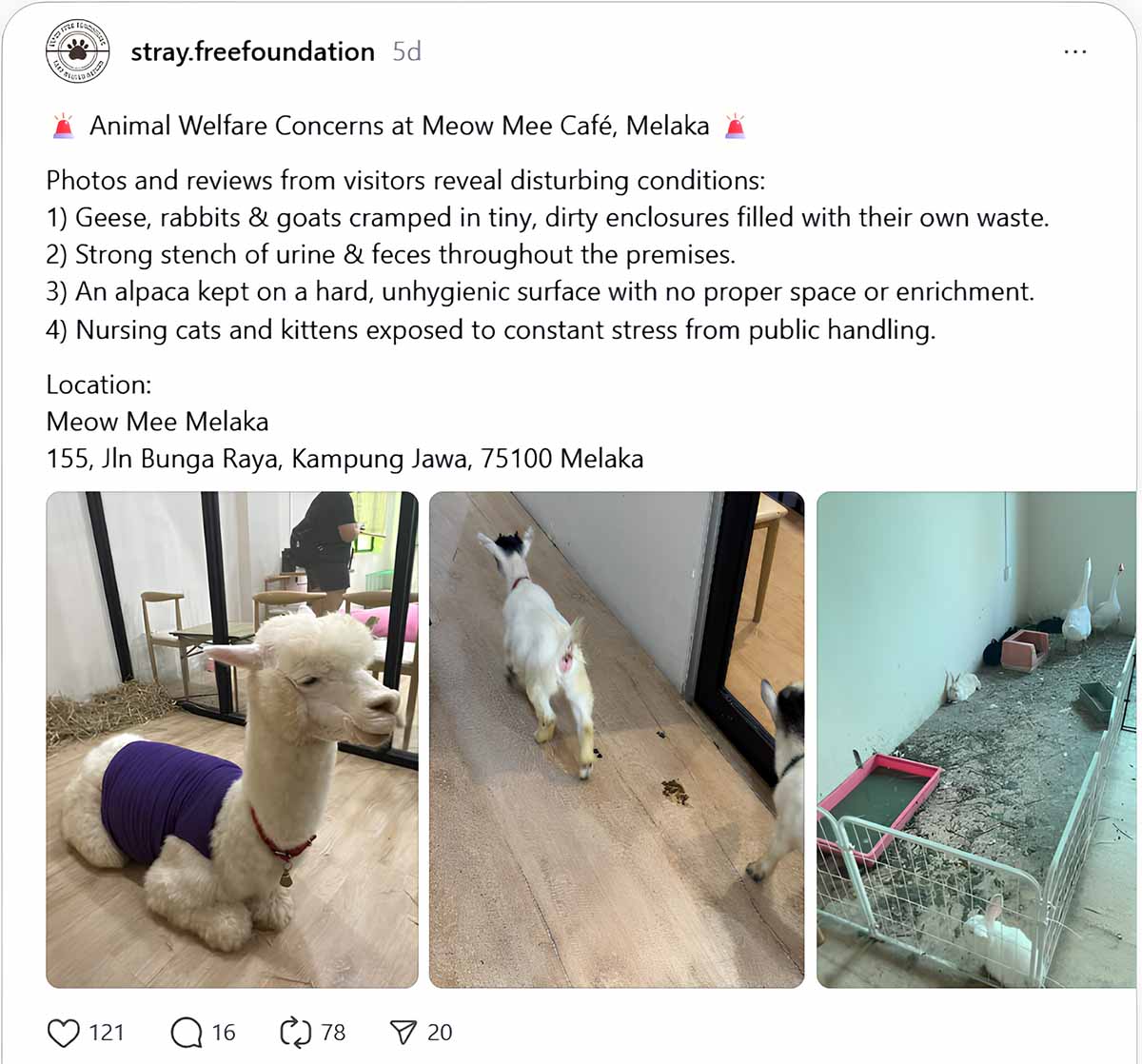 Meow Mee - NGO Report