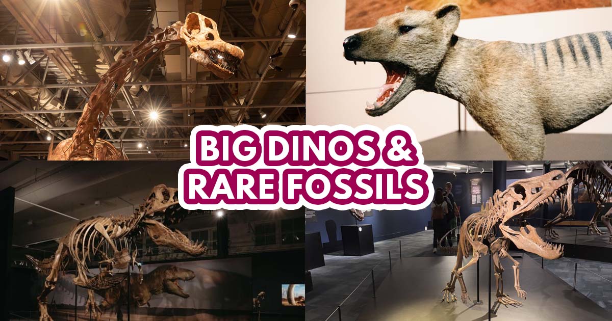Dinosaurs Extinctions Us - featured image