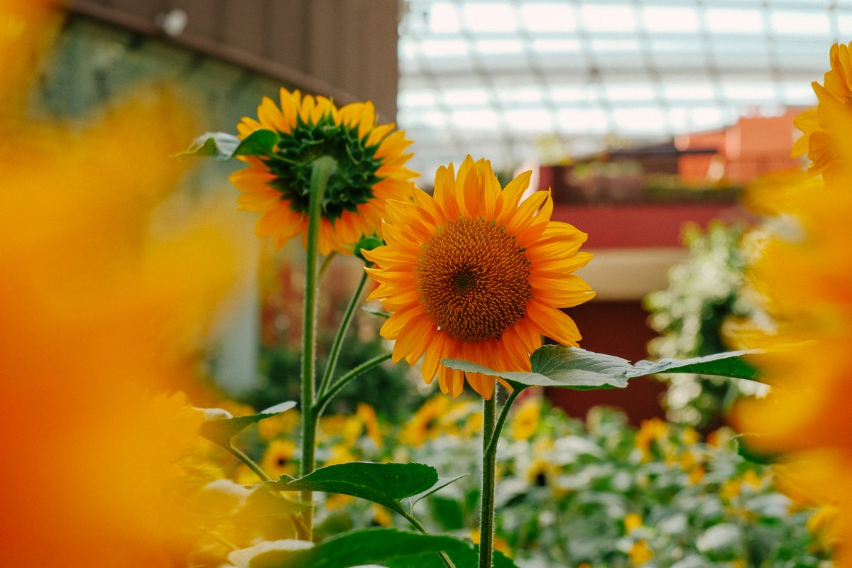 Sunrise Surprise Flower Dome - sunflowers and marigolds