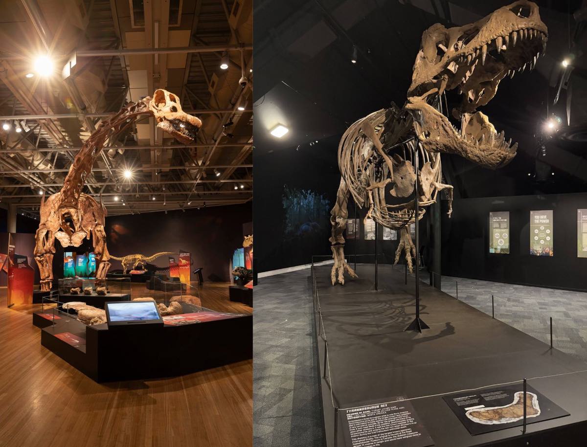 Things to do in October 2025 - Dinosaurs Extinctions Us