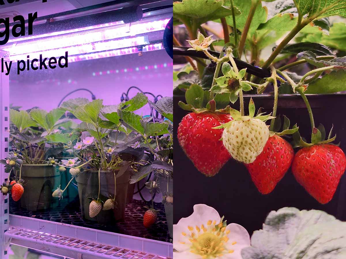 Berrygood - Strawberries