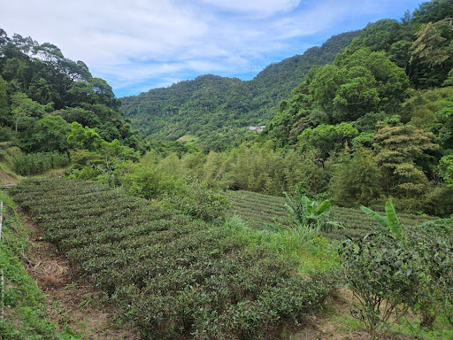 taiwan - tea farm