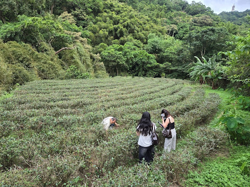 taiwan - girls picking tea leaves