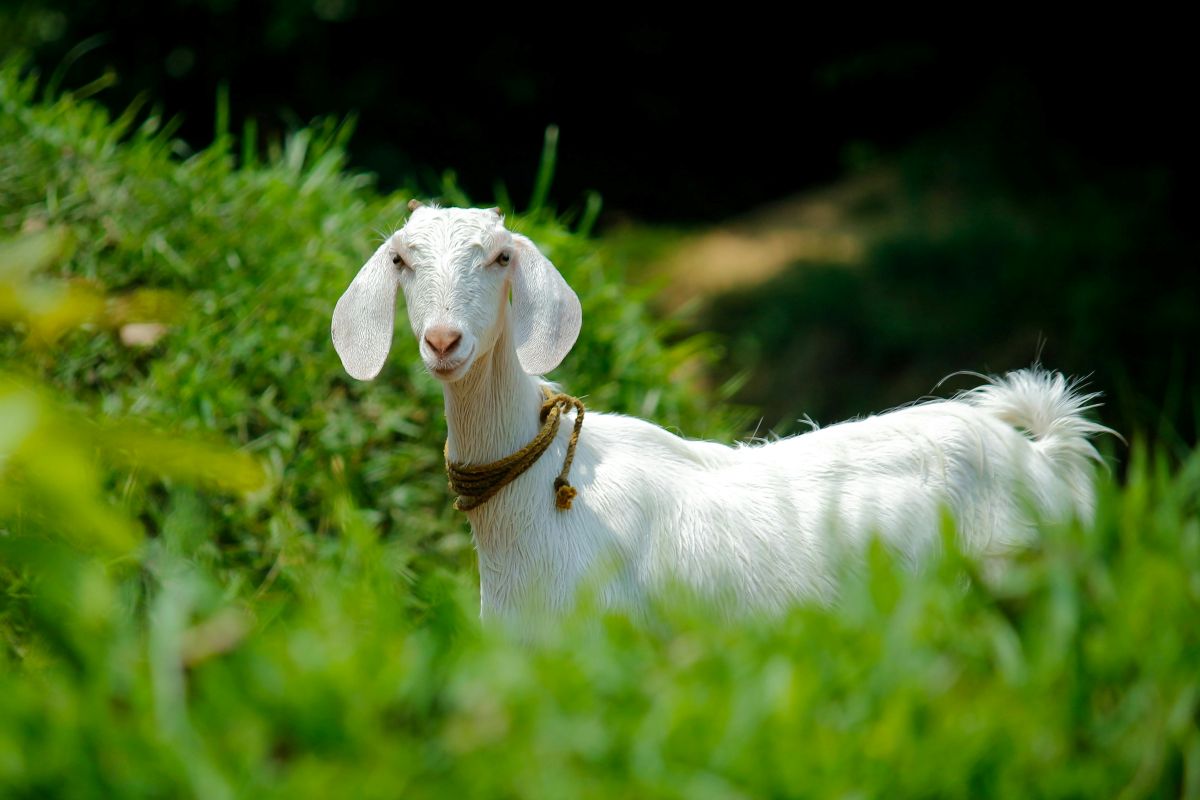 Chinese Zodiac 2026 - goat