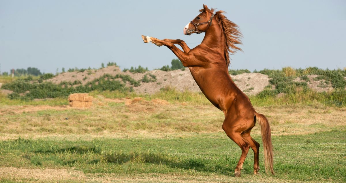 Chinese Zodiac 2026 - horse