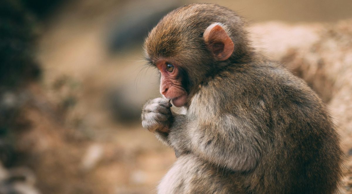 Chinese Zodiac 2026 - monkey