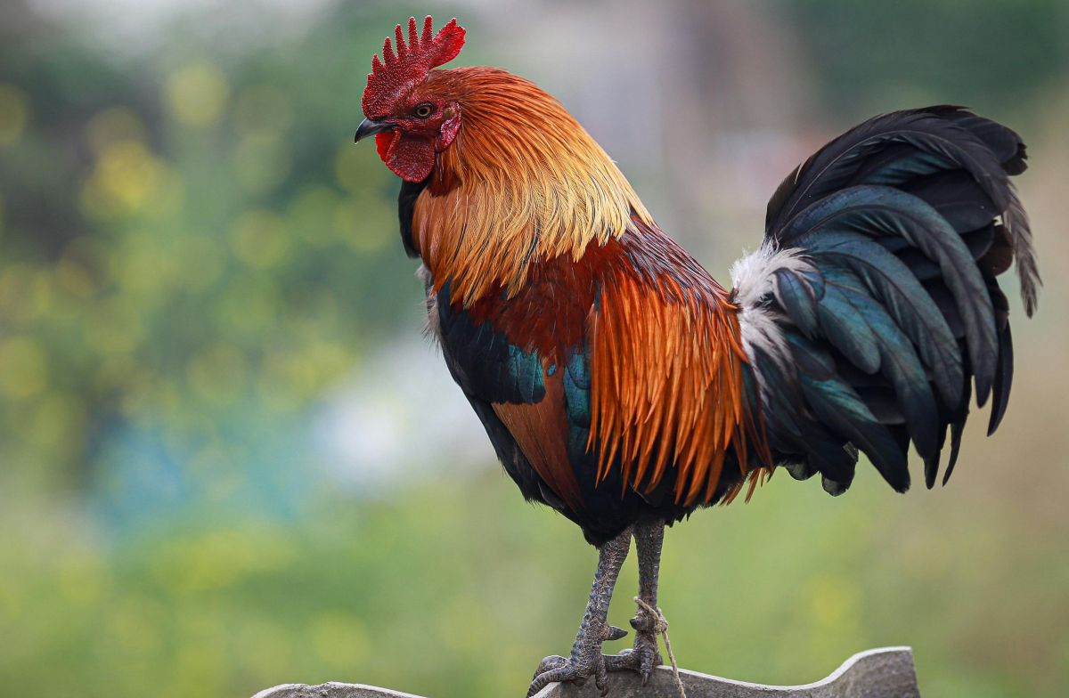 Chinese Zodiac 2026 - rooster