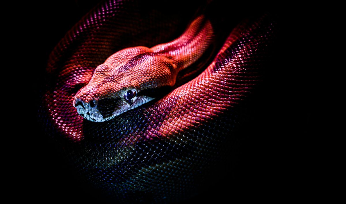 Chinese Zodiac 2026 - snake