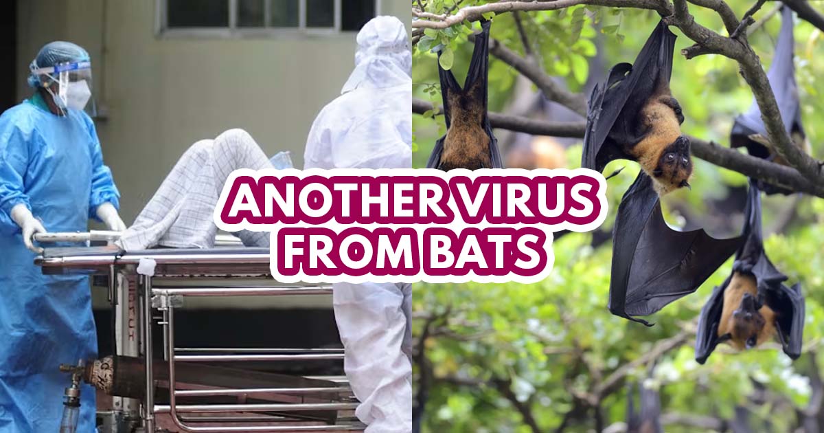 Nipah virus - featured image