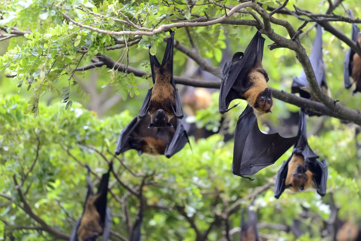 Nipah virus - fruit bats
