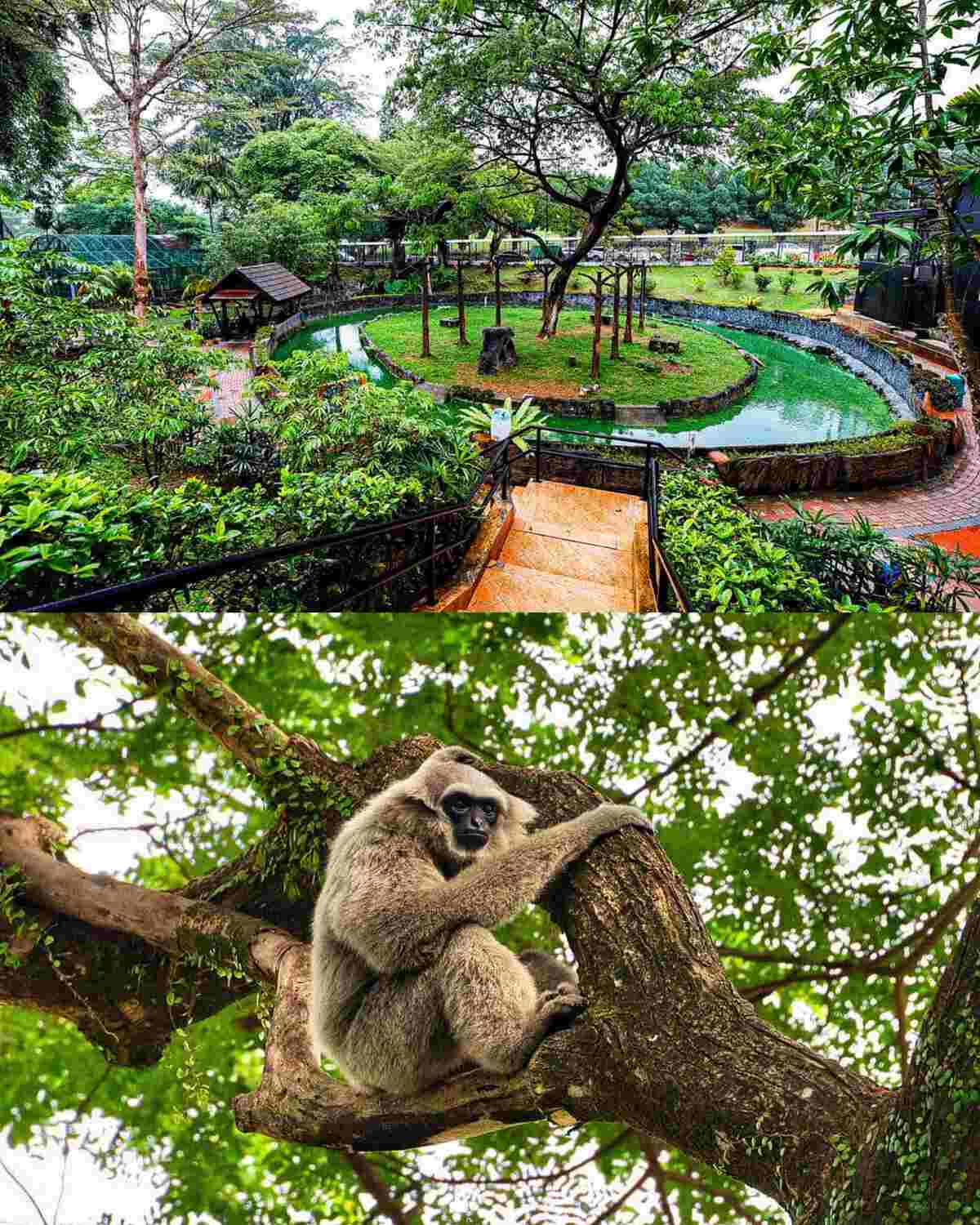 Johor Zoo - Zoo