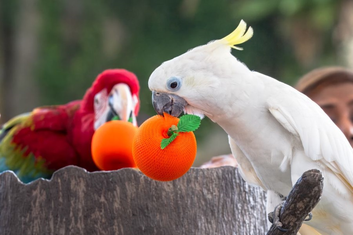 Gallop into a Horse-picious New Year - macaw