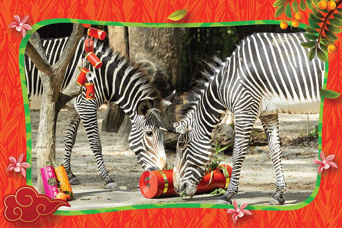 Gallop into a Horse-picious New Year - zebra