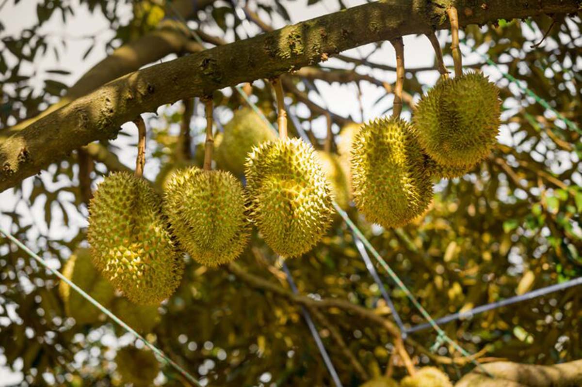 Durian Hotel - Durian farm