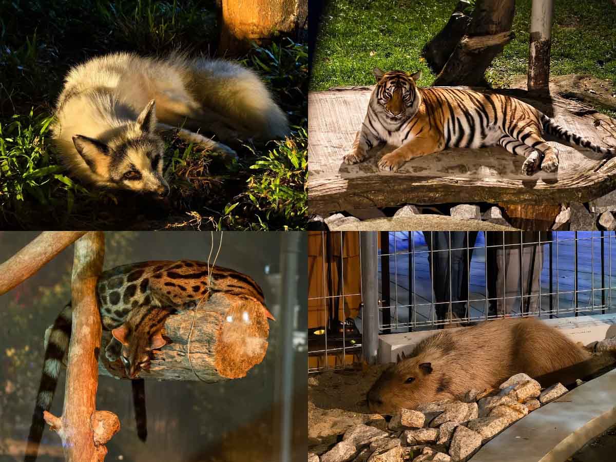 Johor Zoo - Nocturnal animals