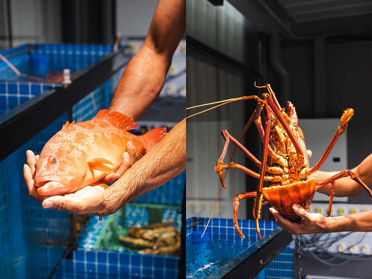 2013 Stash Recipes - Live seafood