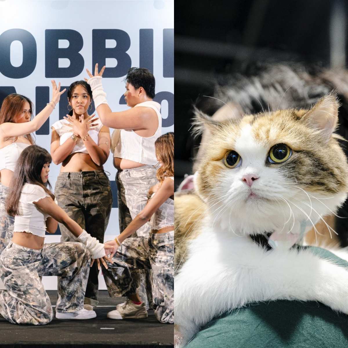hobbies fair & asia cat expo - feature image