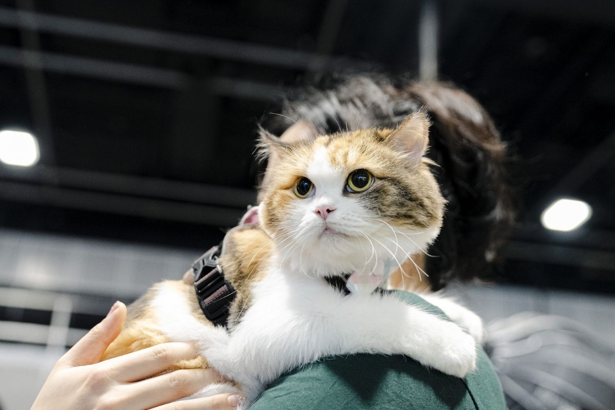 hobbies fair & asia cat expo - cat expo1