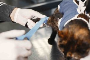 Person bandaging cat's paw