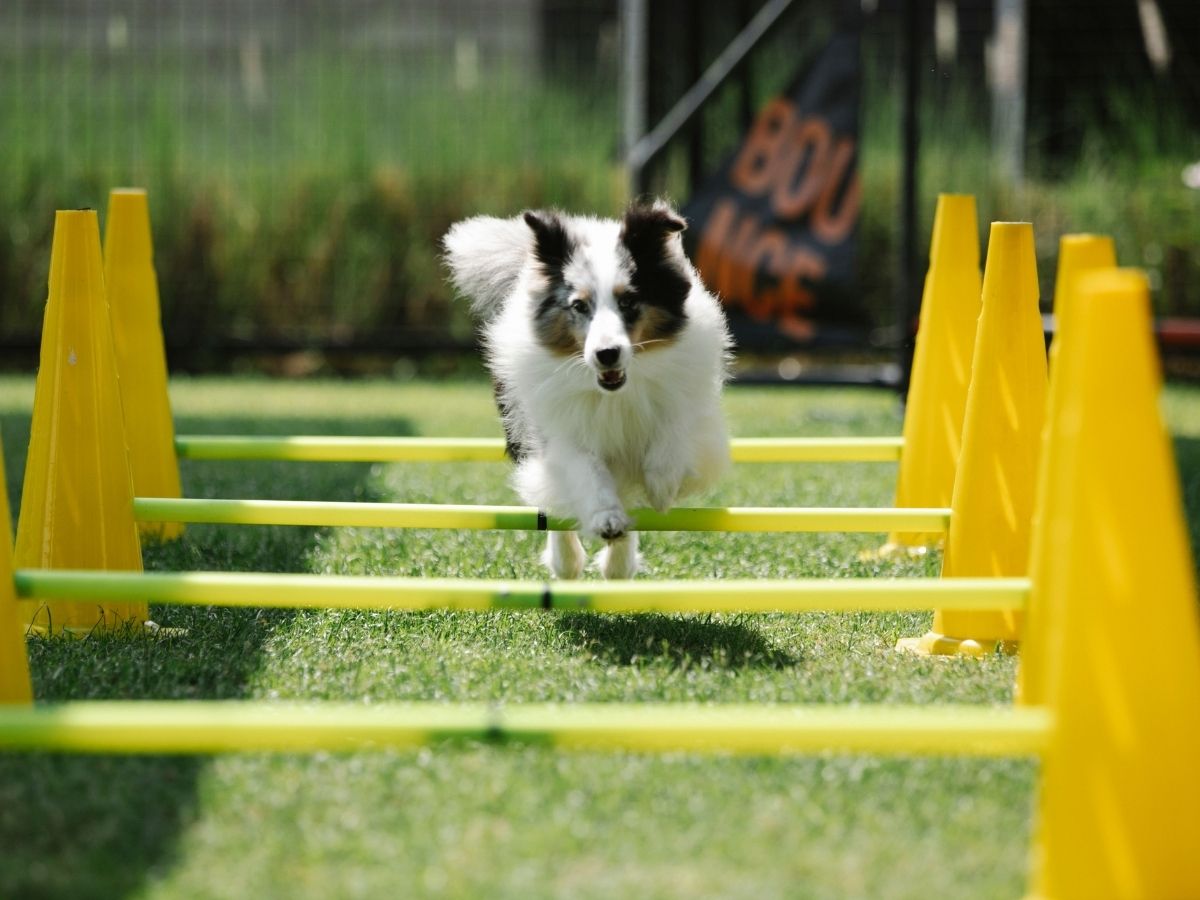 Singapore Pet Festival 2026