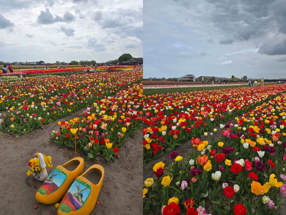 amsterdam - millions of colourful tulips