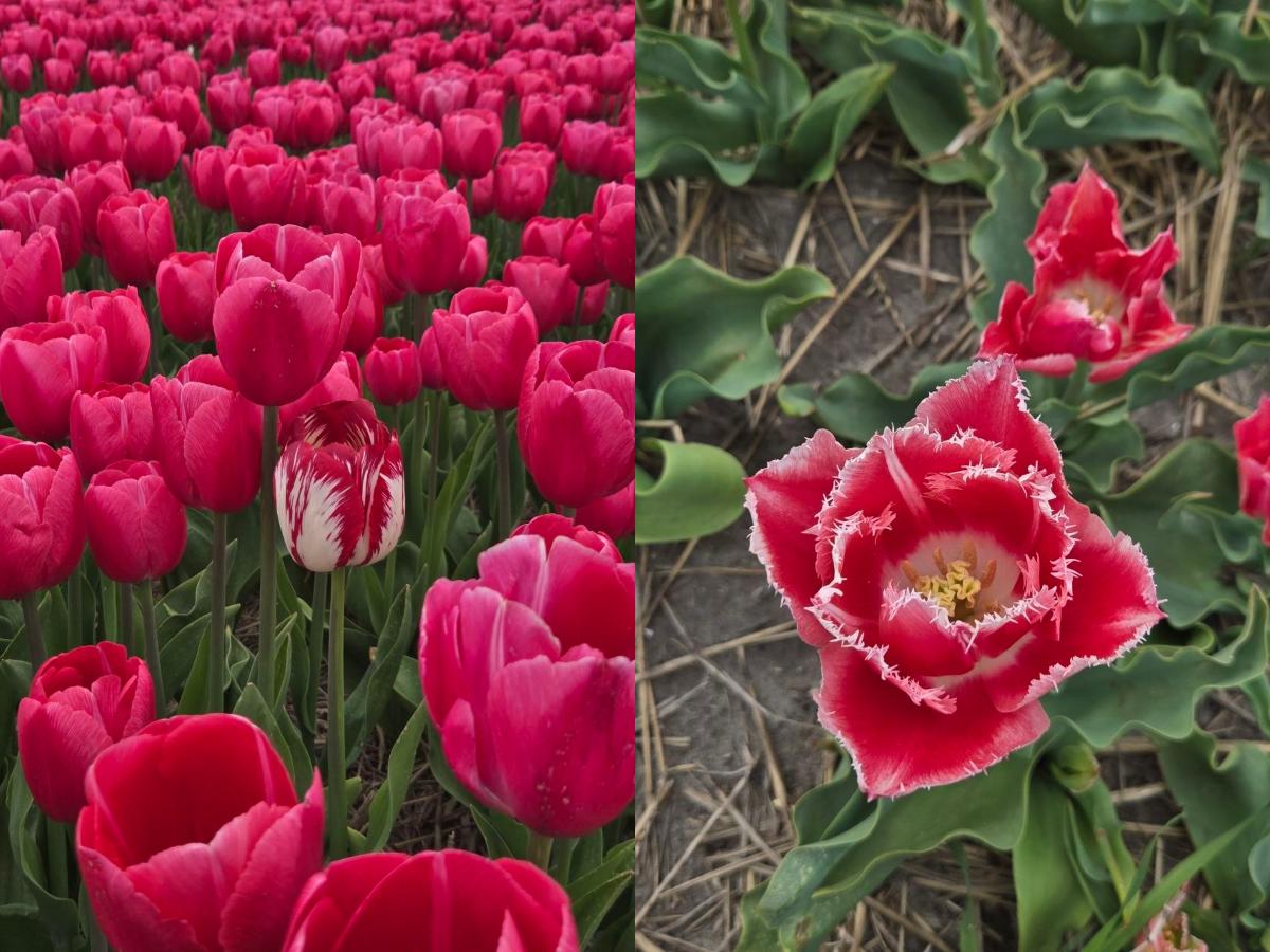 amsterdam - tulip fields