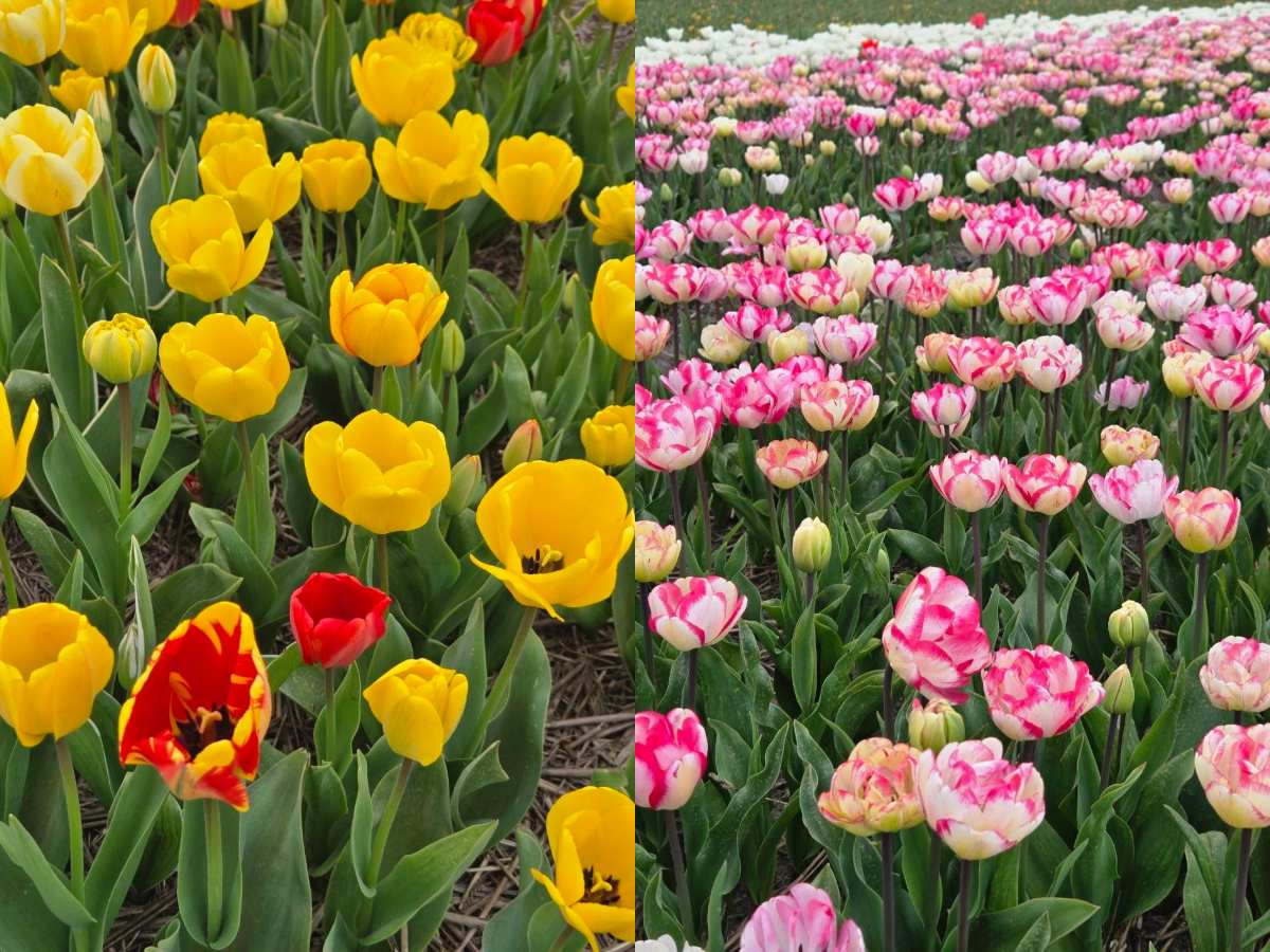 amsterdam - close up of tulips