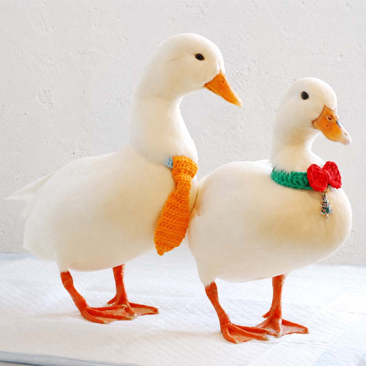 DuDu Duck Cafe - Ducks