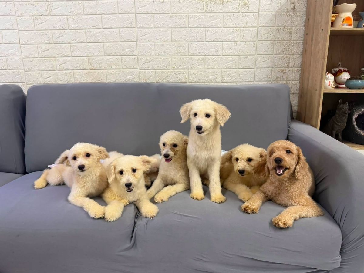 Singapore Pet Festival 2026 - adoption drives