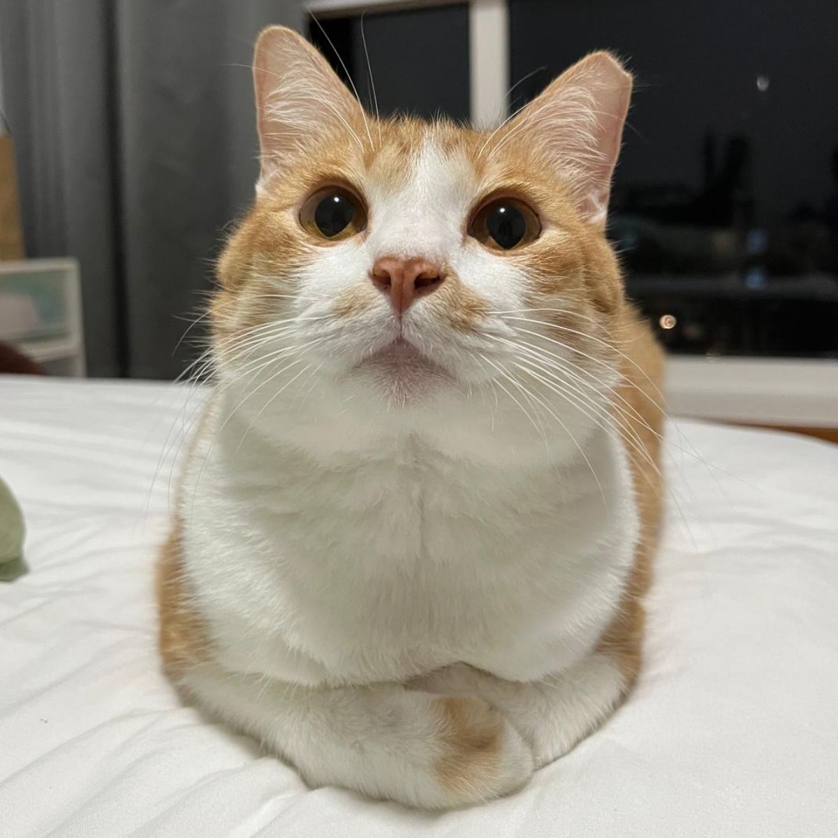 Cat license - featured image
