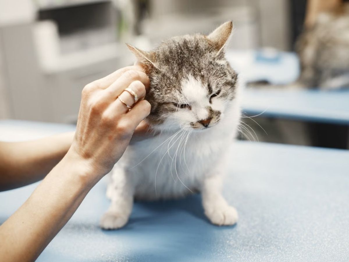 cat license - cat in clinic