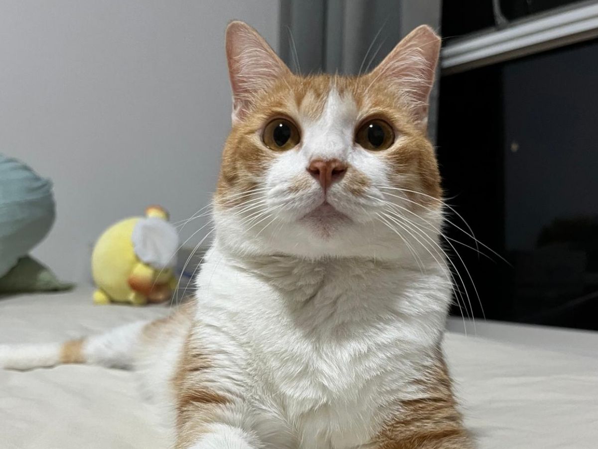cat license - cat