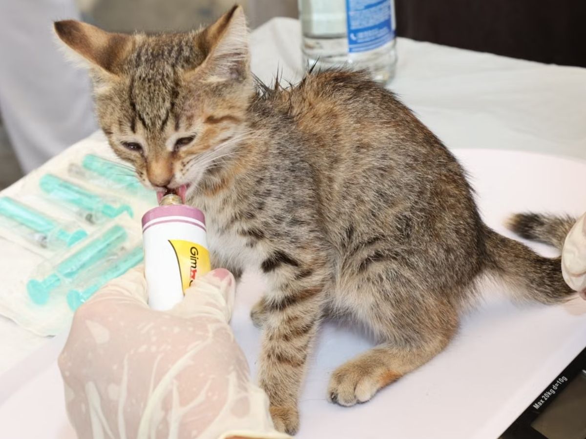 cat license - kitten on clinic table